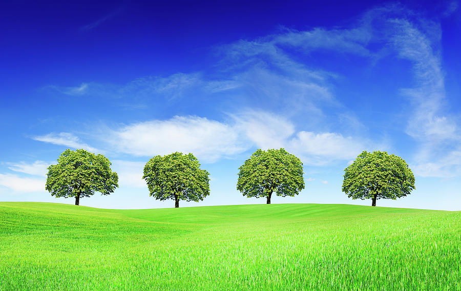Spring Landscape - Trees On Green Field Photograph by Trout55