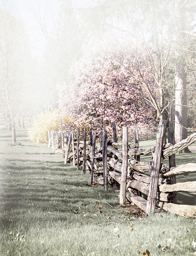 Magnolia Movie Photograph - Spring landscape with fence by Elena Elisseeva