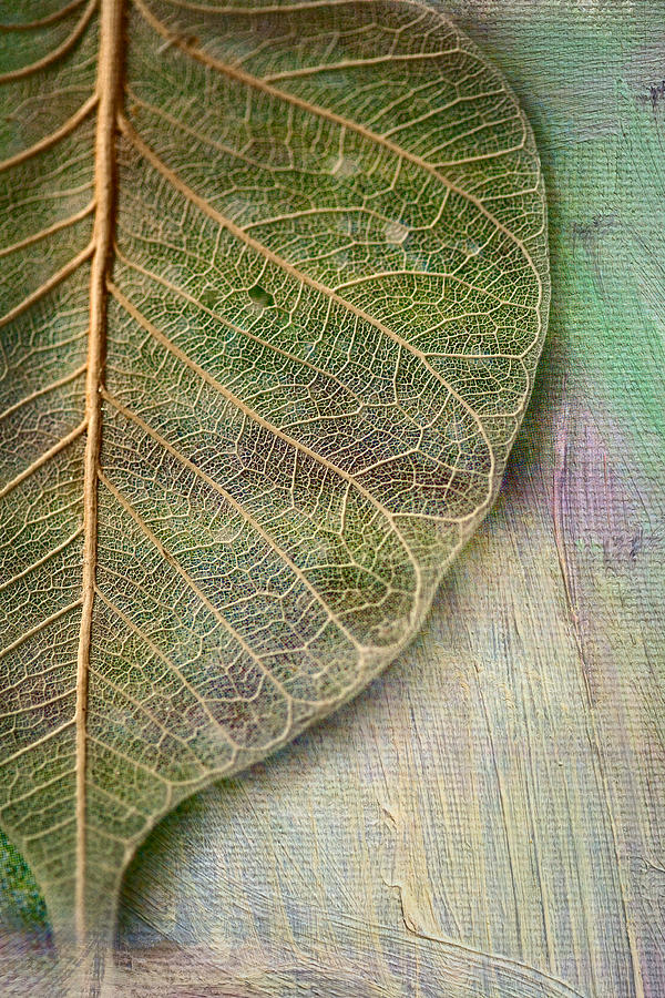 Spring Leaf Photograph by Bonnie Bruno