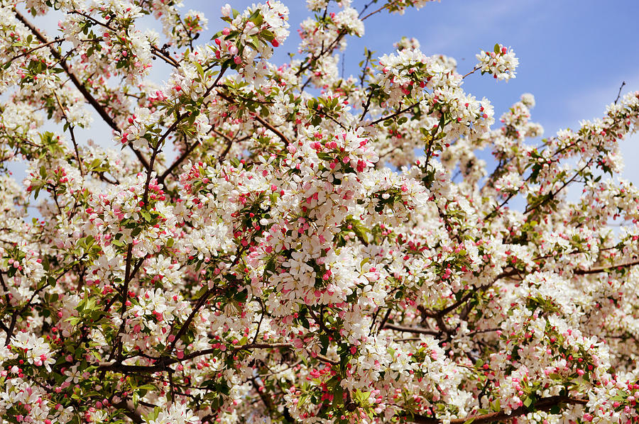 Spring Photograph by Lee Ann Morgan - Fine Art America