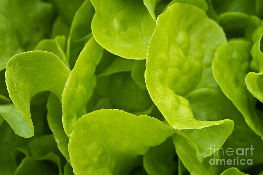 Spring Lettuce Photograph by Carrie Cranwill