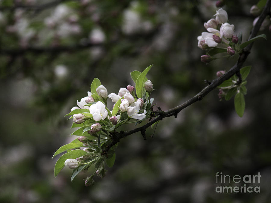 Spring Light Photograph by Arlene Carmel - Fine Art America