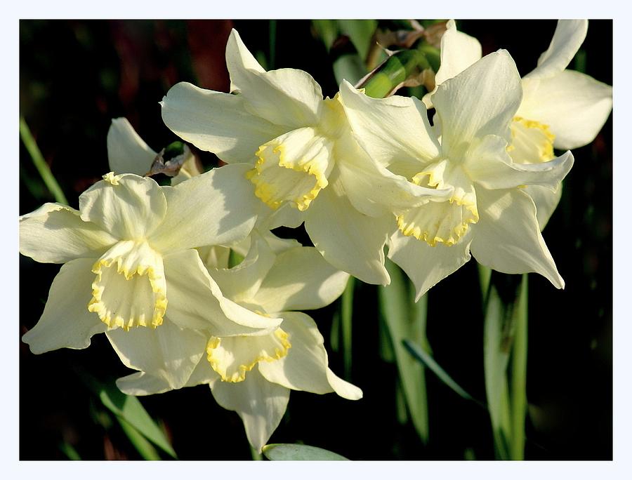 Spring Photograph - Spring Light Daffodils by Rosanne Jordan