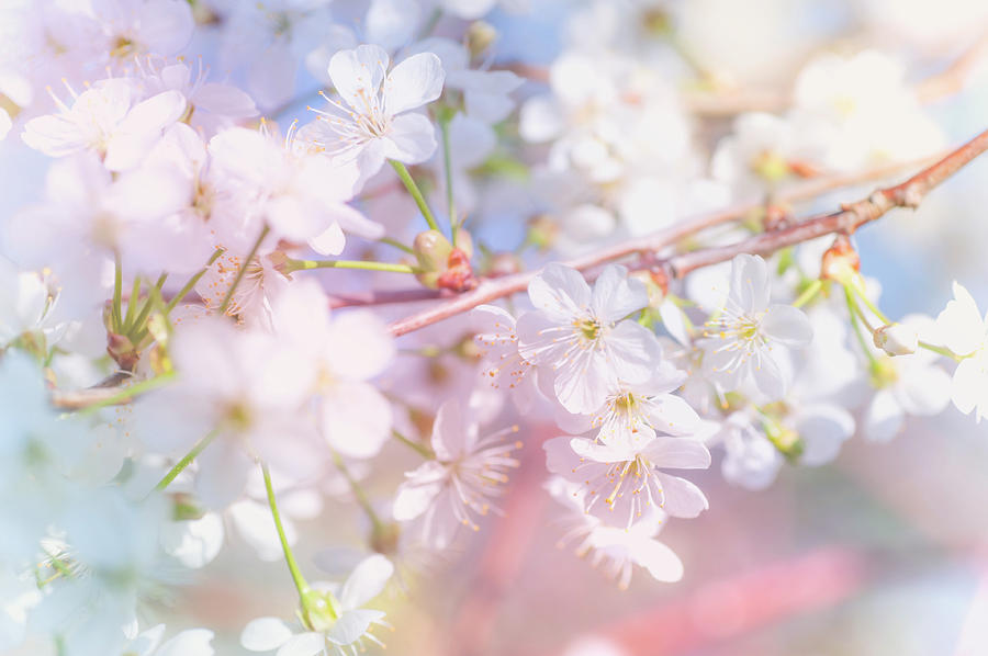 Spring Photograph - Spring Lightness by Jenny Rainbow