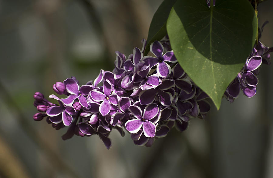 Spring Lilac Photograph by Elsa Santoro