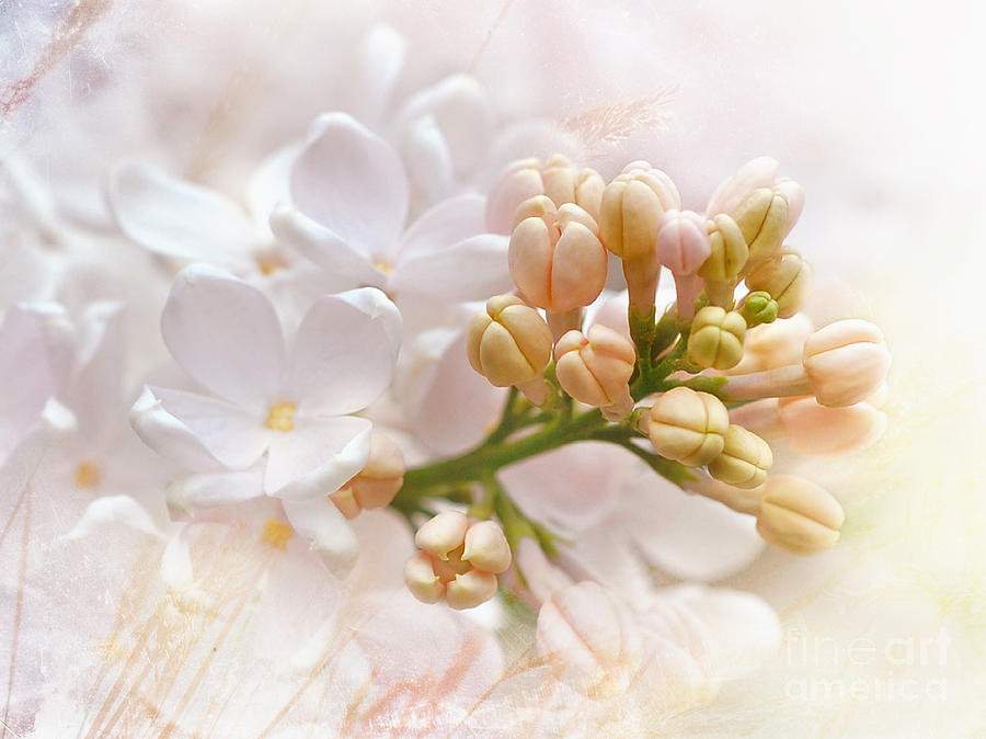 Spring Lilacs Photograph by Elaine Manley