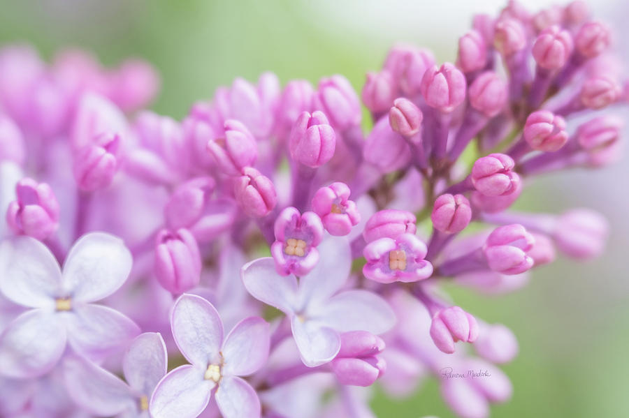 Spring Lilacs I Photograph by Ramona Murdock | Fine Art America