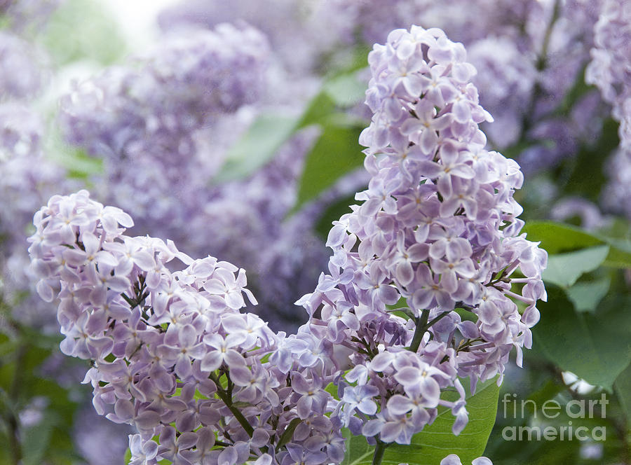 Spring Lilacs in Bloom Photograph by Juli Scalzi