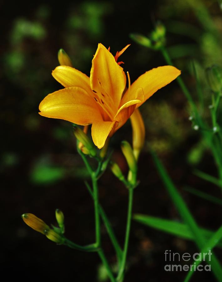 Spring Lily Photograph by Craig Wood