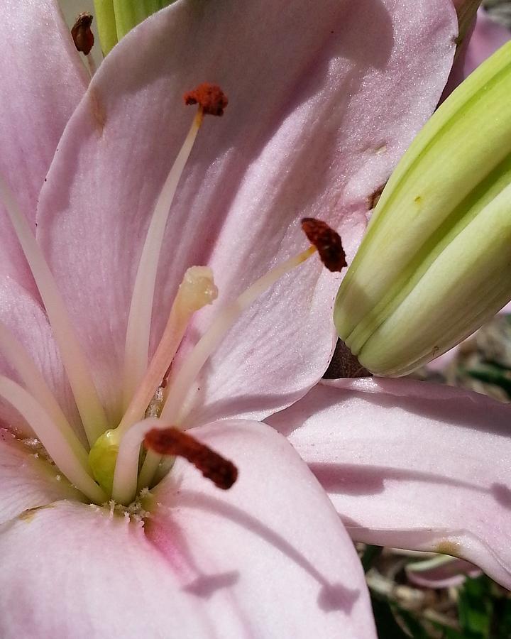 Spring Lily Pink Photograph by Caryl J Bohn
