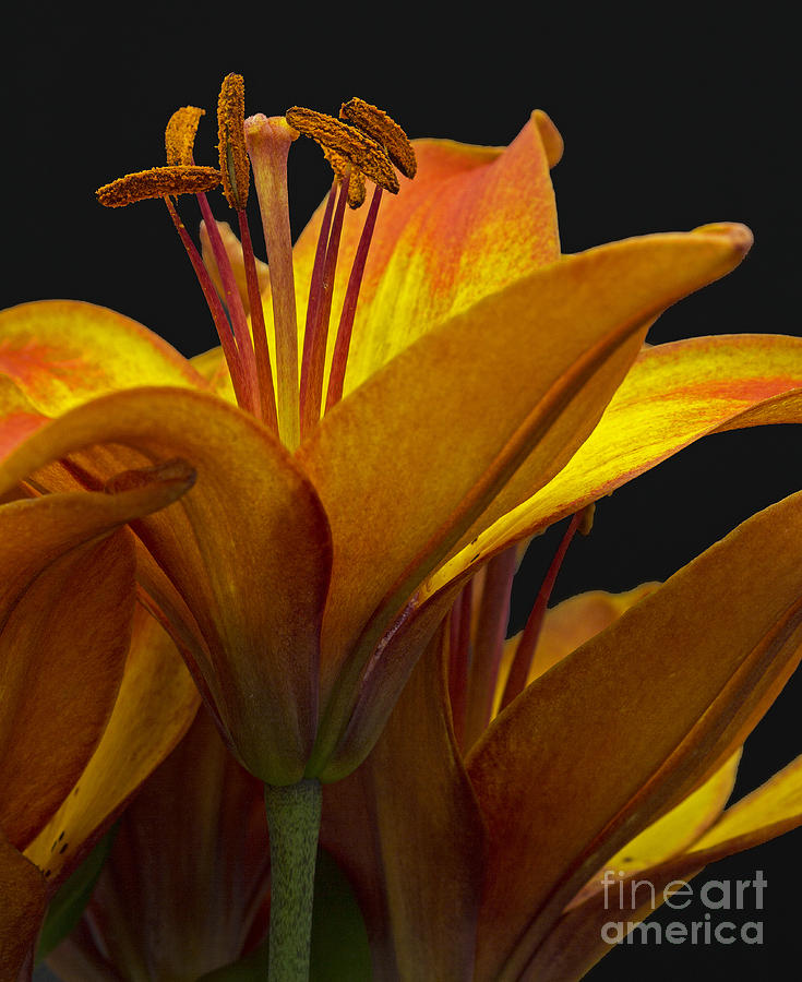 Spring Lily Photograph by Robert Pilkington