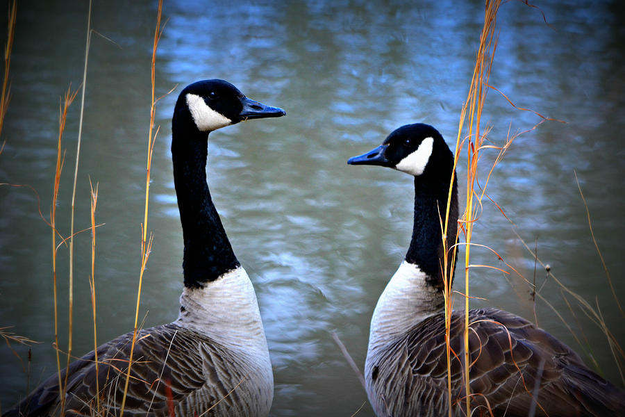 Goose Photograph - Spring Love by Mary Zeman