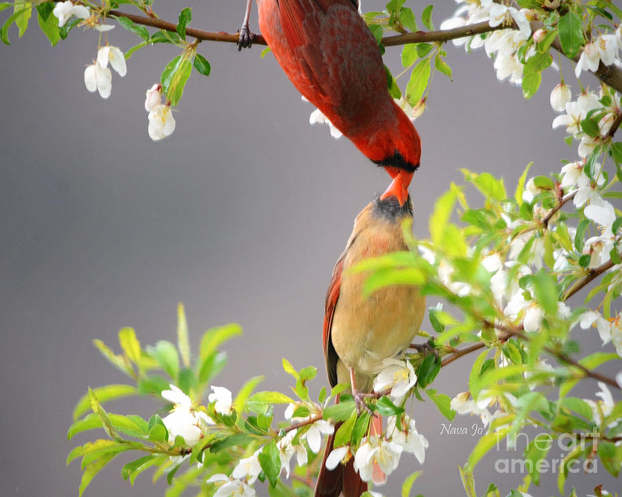 Nature Photograph - Cardinal Spring Love by Nava Thompson