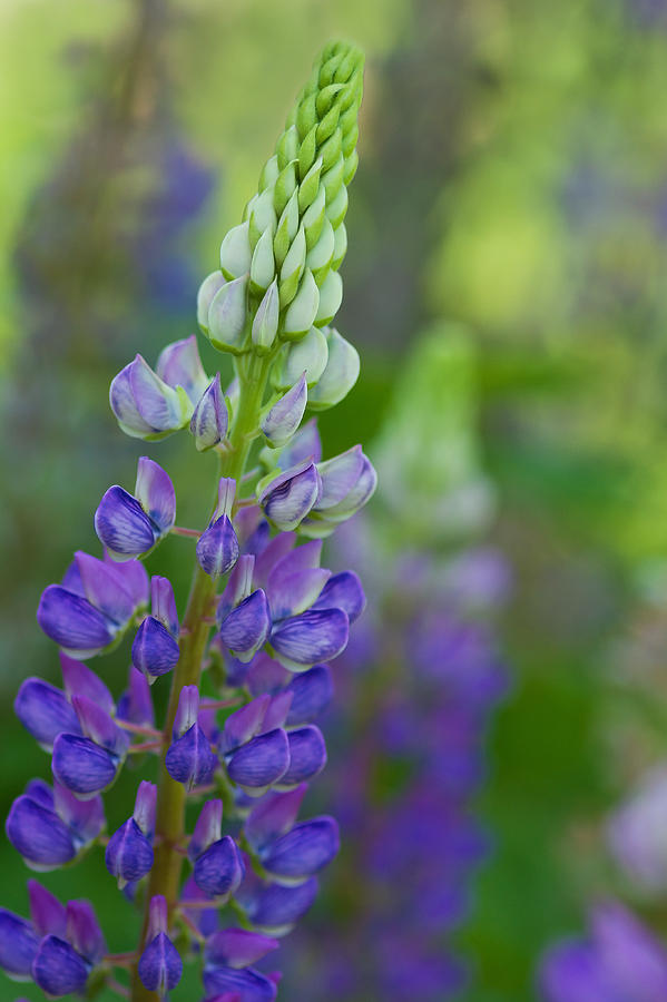 Spring Lupine Photograph by Lindley Johnson