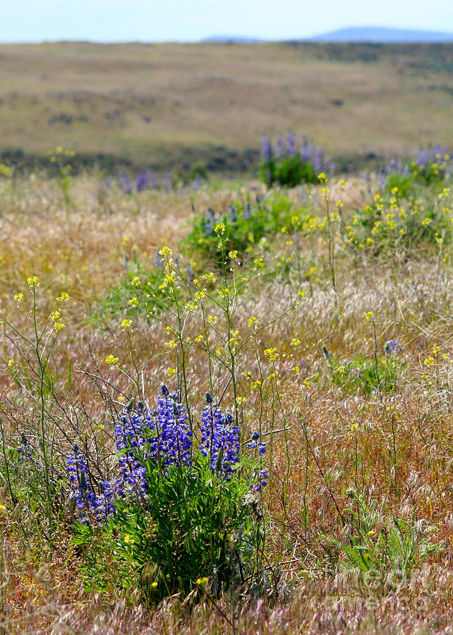 Spring Lupines and Cheatgrass Photograph by Carol Groenen