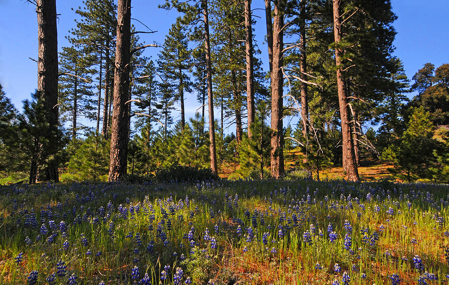 Spring Photograph - Spring Lupines in the Forest by Lynn Bauer