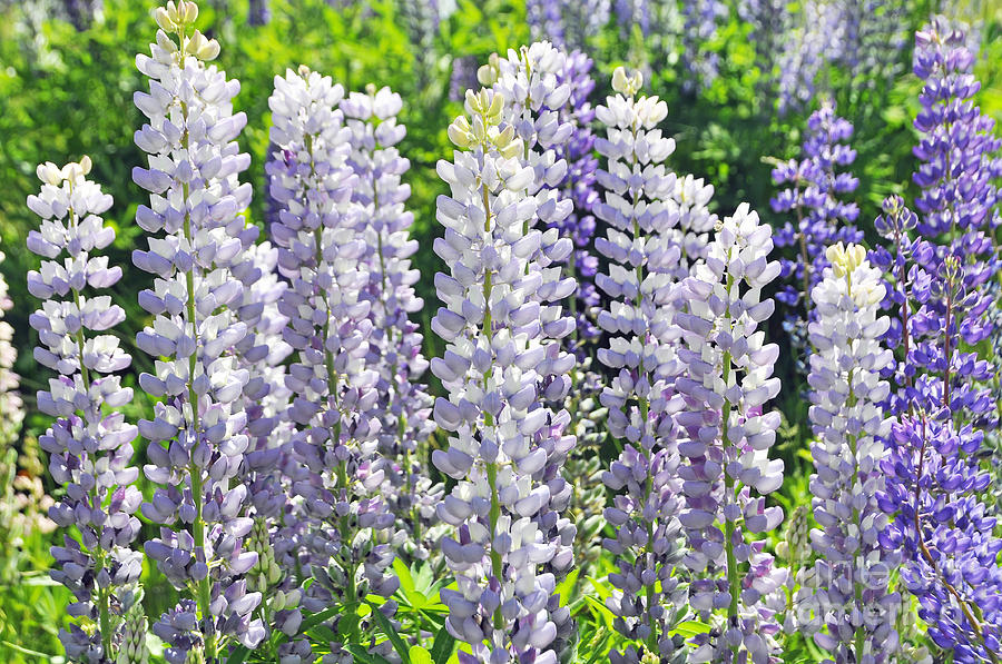 Spring Lupines Photograph by Wendy Elliott