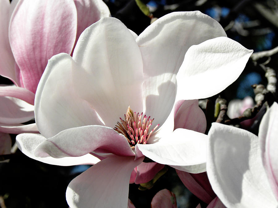 Spring Magnolia 1 Photograph by Julie Palencia