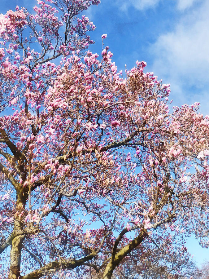 Spring - Magnolia Against the Sky Photograph by Susan Savad