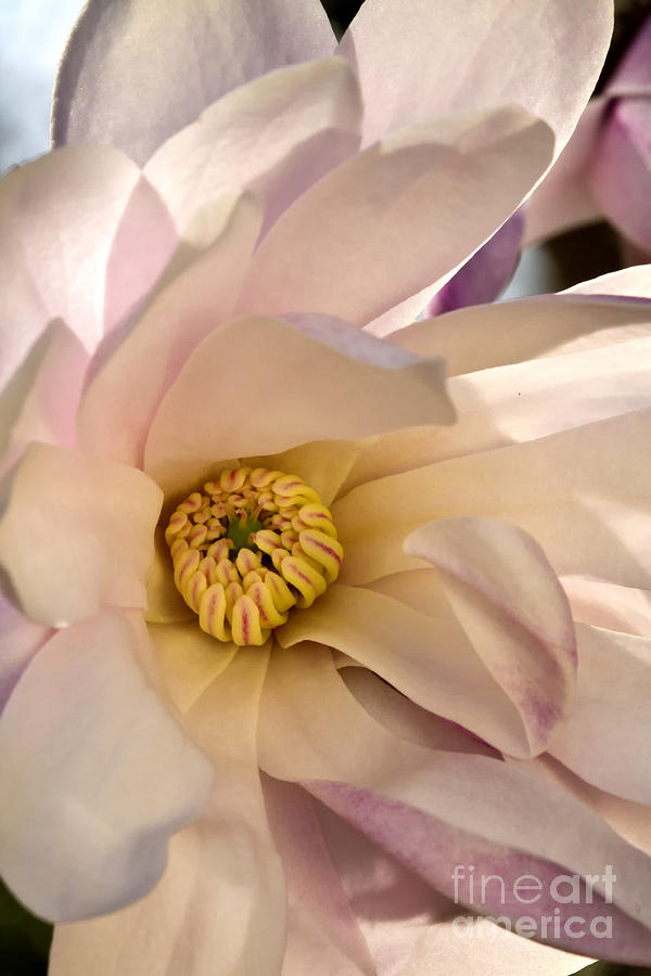 Spring magnolia Photograph by Carrie Cranwill