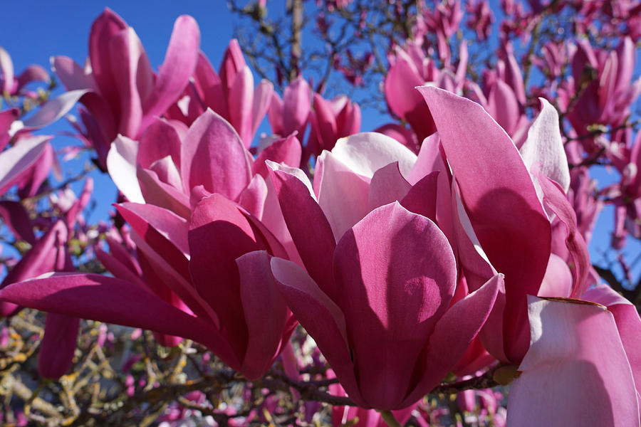 Magnolia Movie Photograph - Spring Magnolia Tree Flowers Pink by Patti Baslee