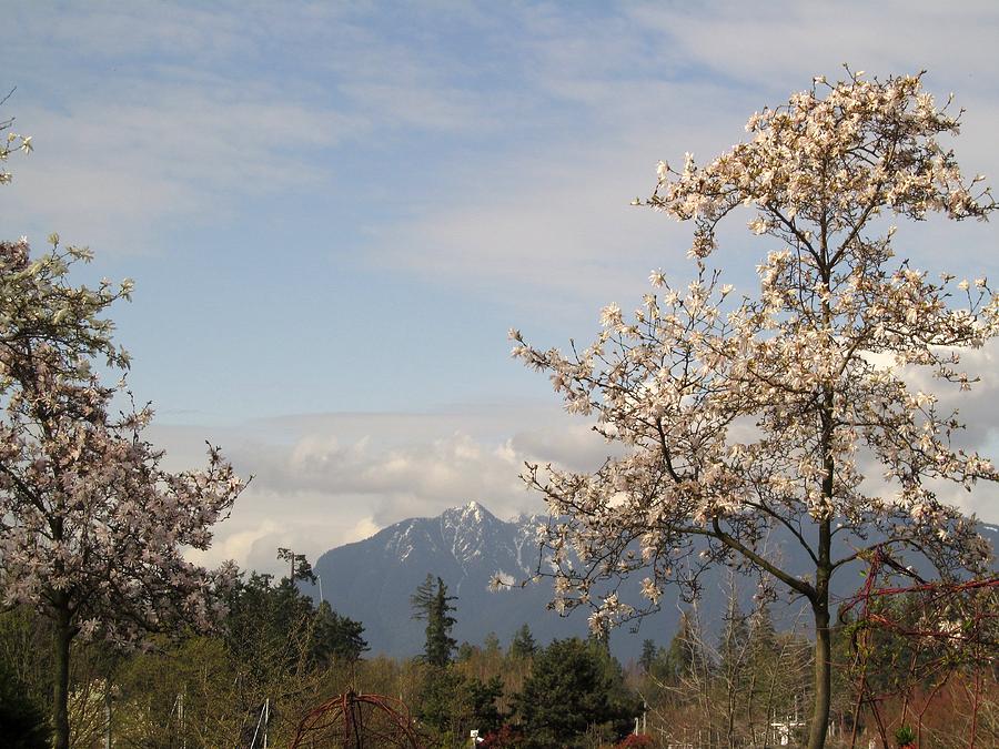 Spring Photograph - Spring Magnolia With Mountain by Alfred Ng