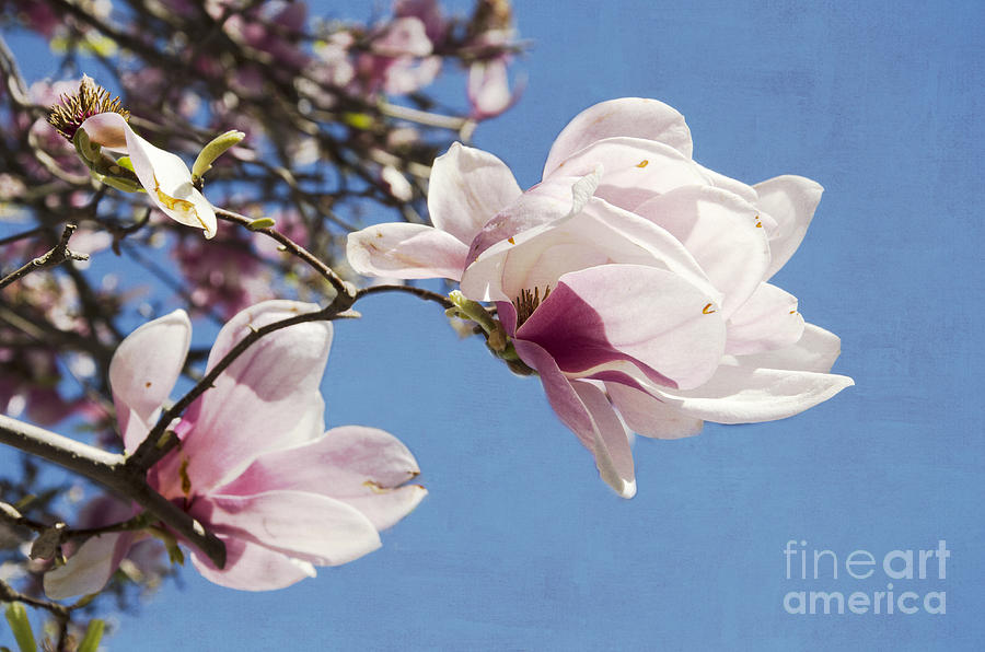 Spring Magnolias Photograph by Jim And Emily Bush