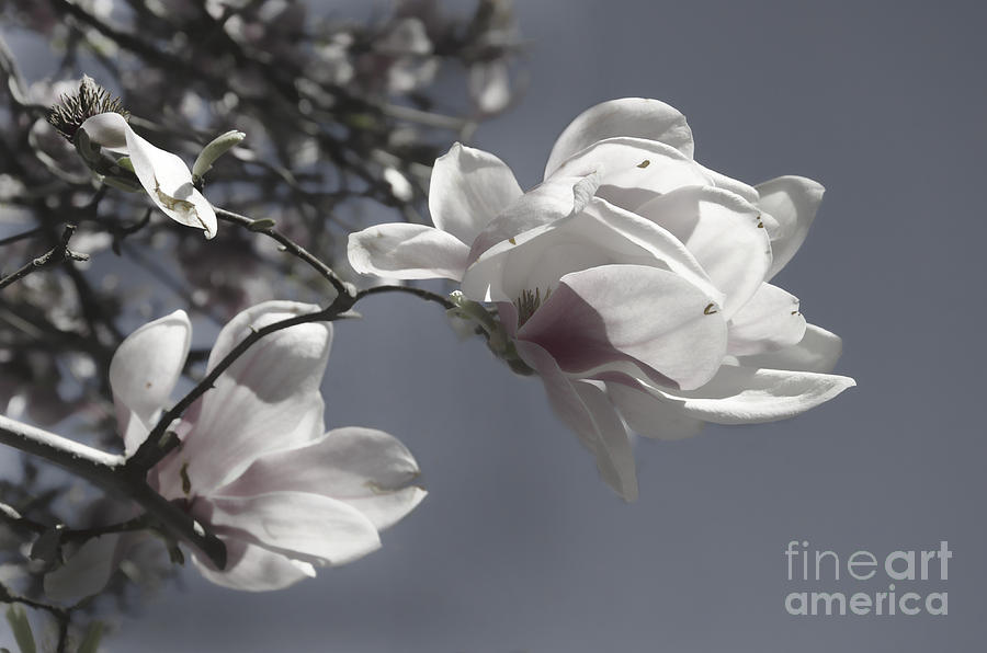 Spring Magnolias Tinted Photograph by Jim And Emily Bush