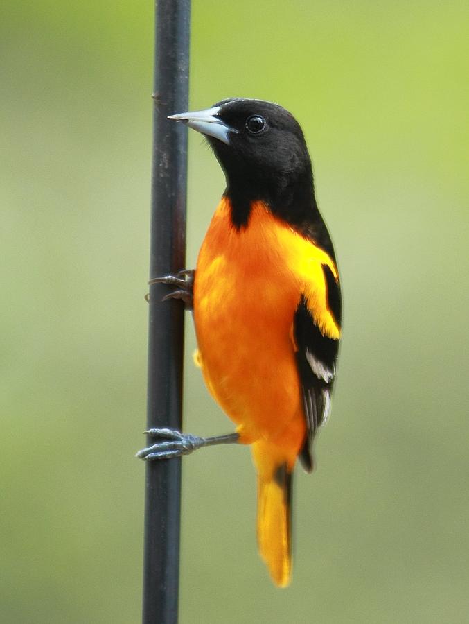 Oriole Photograph - Spring Male Balitmore Oriole by Tammy Franck