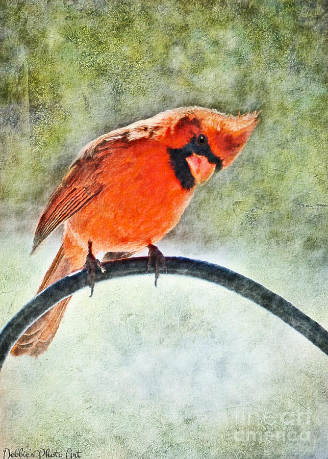 Spring Male Cardinal looks down - Digital paint I Photograph by Debbie Portwood