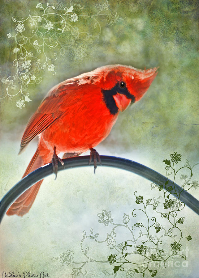Spring Male Cardinal looks down - Digital paint II  Photograph by Debbie Portwood
