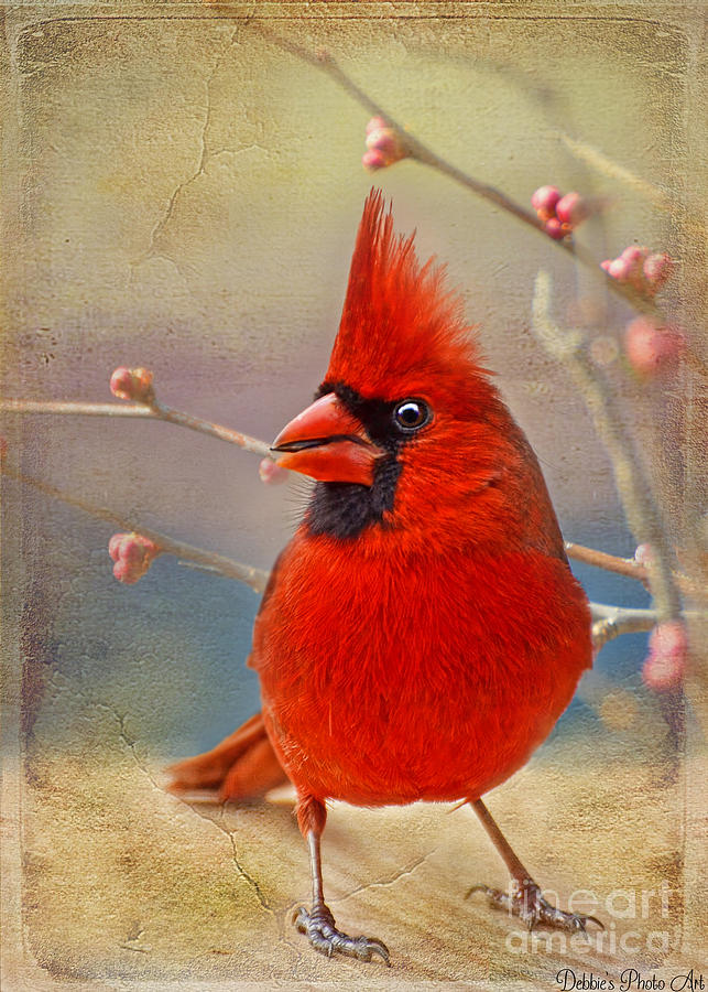 Spring Male Norther Cardinal Photograph by Debbie Portwood