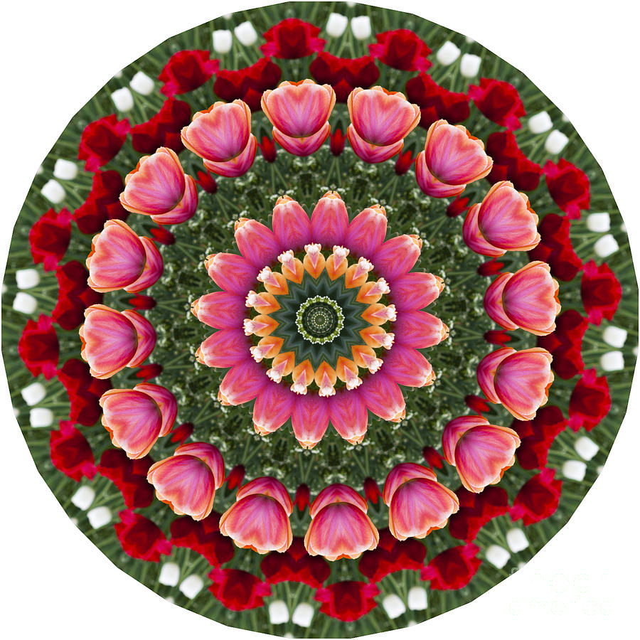 Spring Mandala Photograph by Patty Colabuono