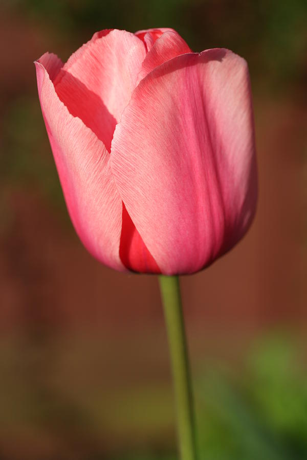 Tulip Photograph - Spring by Mark Severn