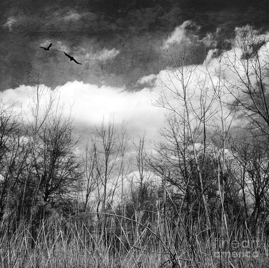 Spring Meadow Photograph by Chris Scroggins