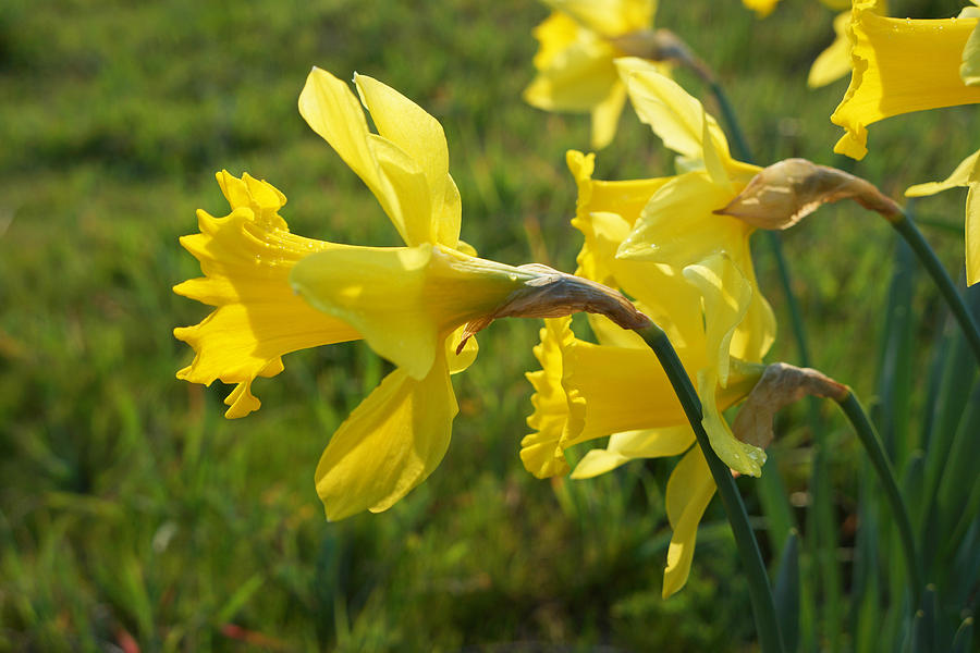 Spring Meadow Field Daffodil Flowers Photograph by Patti Baslee - Fine ...