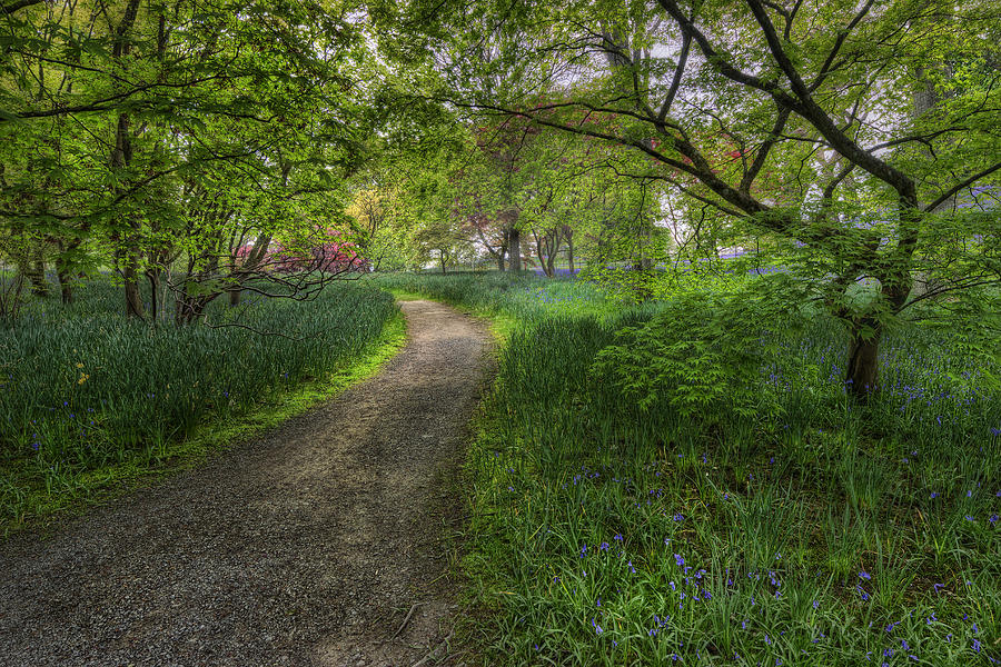 Spring Meadow Path Photograph by Ian Mitchell