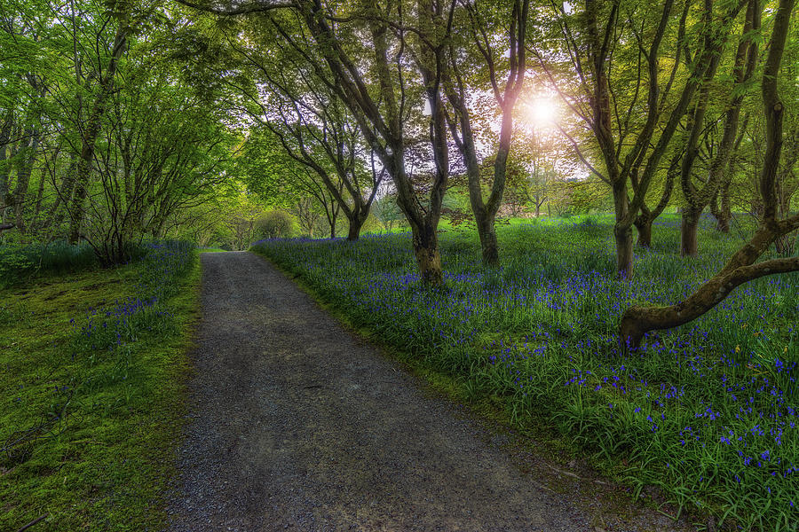 Spring Meadow Path v2 Photograph by Ian Mitchell