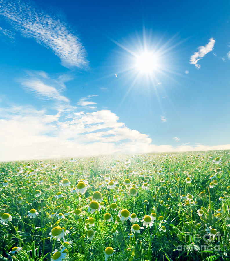 Spring meadow under sunny blue sky Photograph by Michal Bednarek - Fine ...