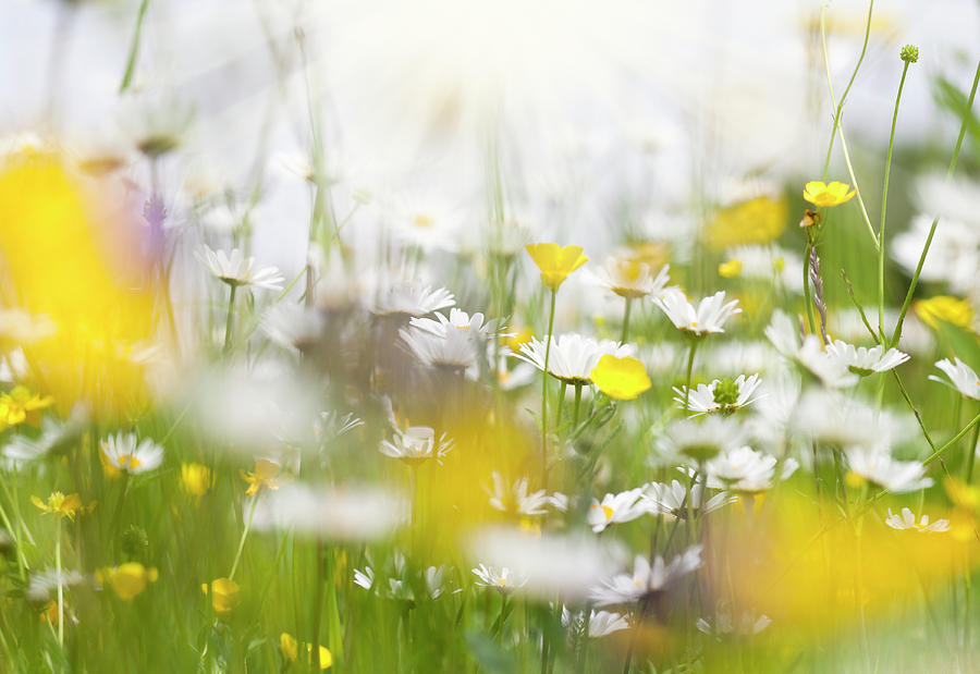 Spring Meadow With Daisy Flowers Photograph by Crossbrain66