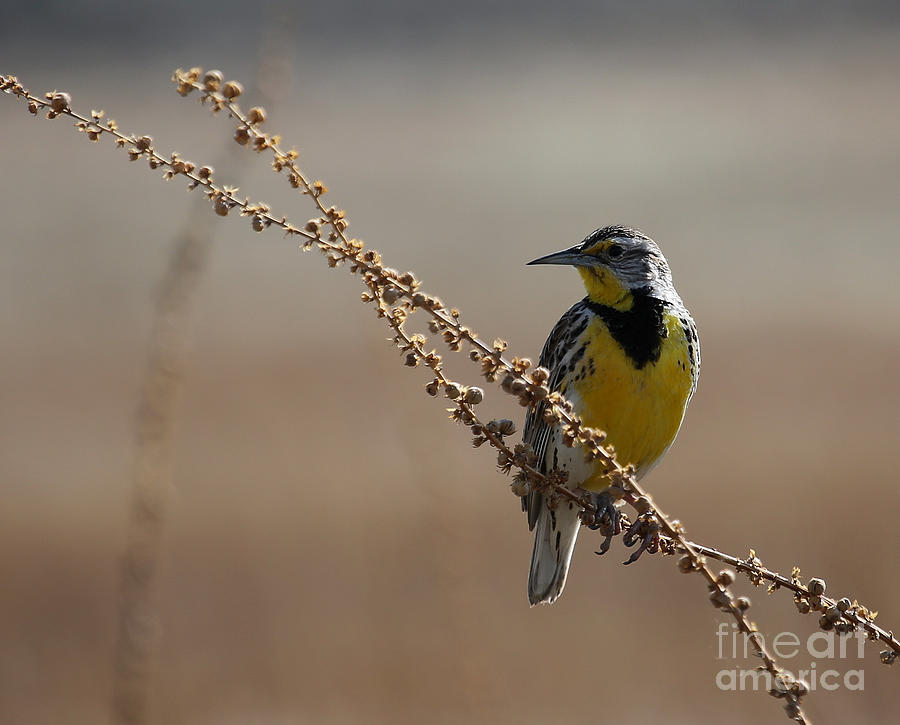 Spring Meadowlark Photograph by Marty Fancy