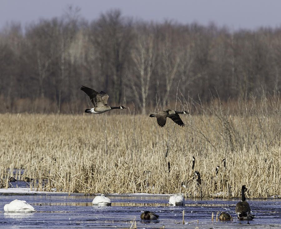 Spring Migration At The Marsh Photograph by Thomas Young