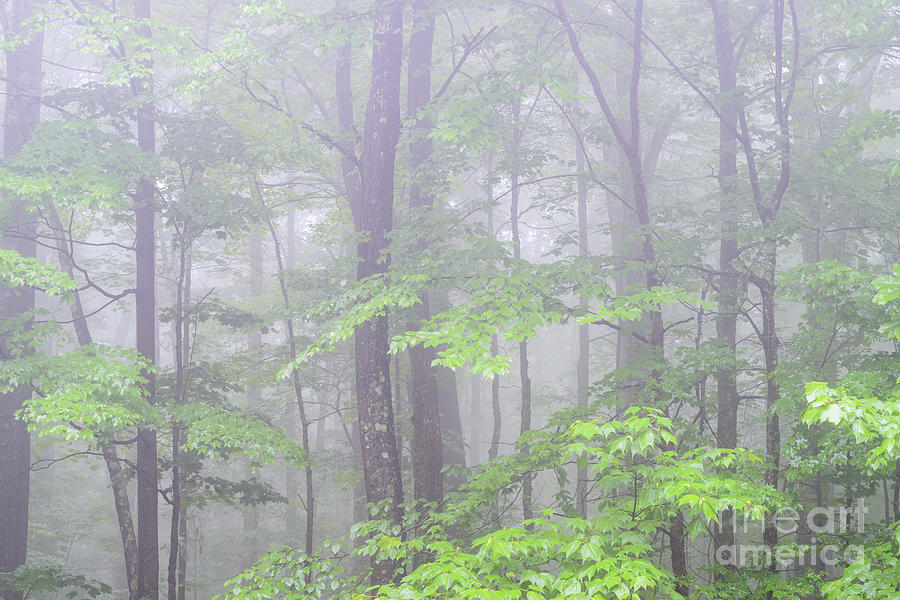 Spring Mist Monongahela National Forest Photograph by Thomas R Fletcher