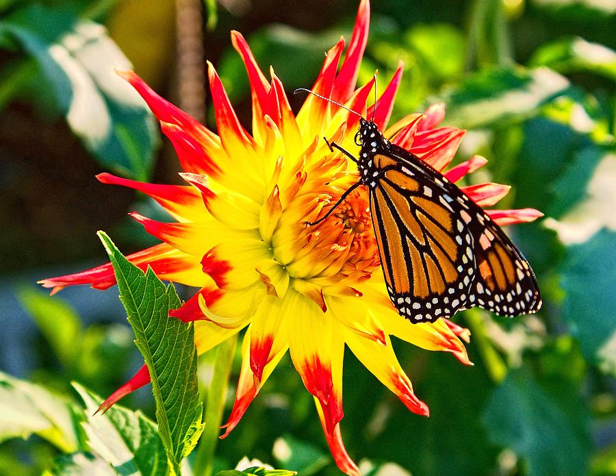 Spring Monarch Photograph by Nick Zelinsky Jr