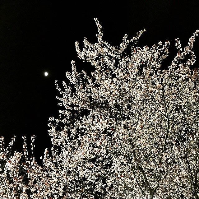 Nature Photograph - Spring Moon And Cherry Blossoms #night by Steven Shewach