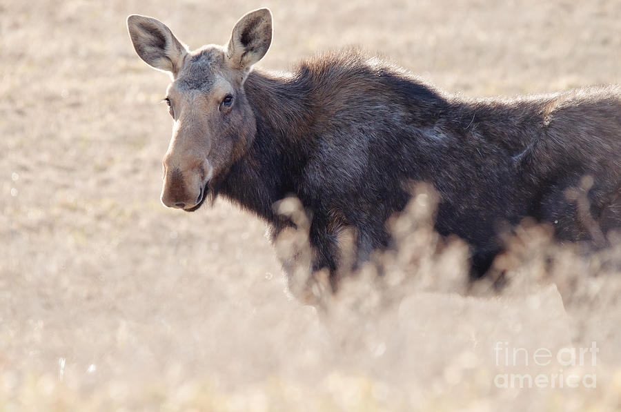 Spring Moose Photograph by Cheryl Baxter