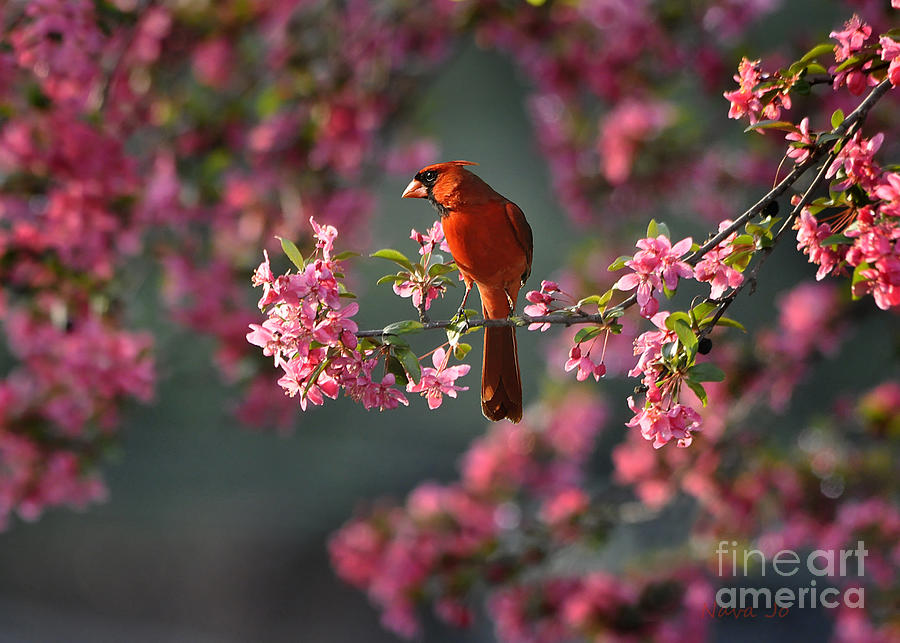 Nature Photograph - Spring Morning Cardinal by Nava Thompson