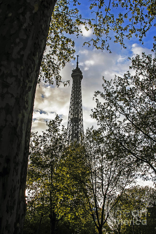 Spring Morning Photograph by Elvis Vaughn