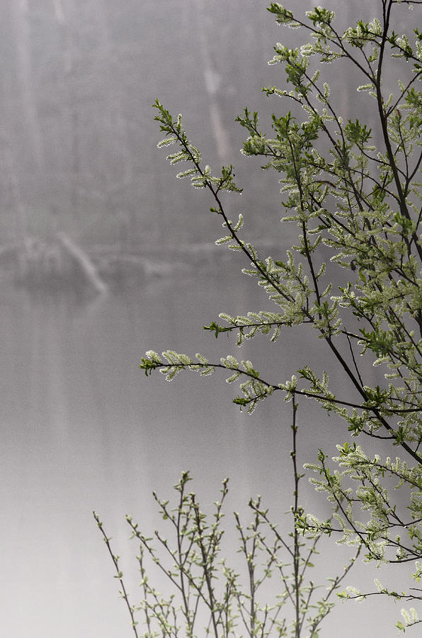 Nature Photograph - Spring Morning Fog by Sue Capuano