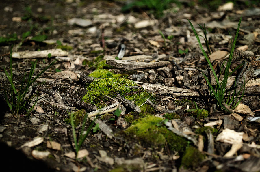 Spring Moss Photograph by Jim Shackett